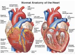 Examining the human torso model. Activity 5 Examining The Human Torso Model Flashcards Easy Notecards