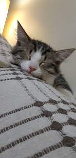 satinalmasahiplen yavru kedicik yuva ariyor instagram animals around the worlds