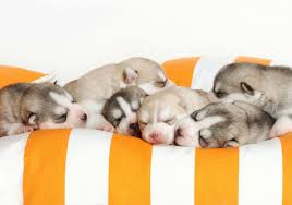 Raising Newborn Puppies American Kennel Club