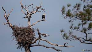 Check spelling or type a new query. Amerikaanse Zeearend Bald Eagle Birdimage