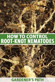 Infested soil is easily moved from one garden to another on equipment — not only tractors and implements but also hand tools such as shovels, hoes and rakes. How To Control Root Knot Nematodes In Your Garden Gardener S Path