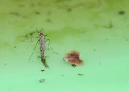 Comment Tuer Les Larves De Moustiques Dans Une Piscine Piscine Advisor Moustique Piscine Piscine Hors Sol