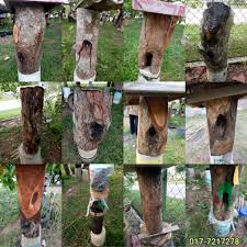 Madu kelulut selalu terpisah jika dicampur air. Bismillah Sarang Kelulut Utk Madu Kelulut Syifa Segamat Facebook