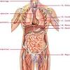 Find a great range of the diagram of human body and anatomy diagrams in the following pictures. 1
