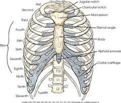 Your ribs form a protective cage that encloses many of your delicate internal organs, such as your heart and lungs. Rib Cage Images With Parts 14 Common Causes Of Pain Under Right Rib Cage Human Rib Cage Rib Cage Vector Rib Cage Icon Aneka Tanaman Bunga