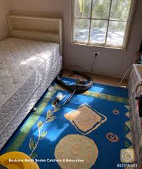 Guten morgen aus australien,man könnte meinen australien ist trotz seiner lage sehr europäisch und dass es deswegen keine überraschungen oder fettnäpfchen. Schlangen Schreck In Australien Pythons Krachen Durch Morsche Kuchen Decke