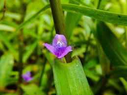 Image result for Cyanotis axillaris