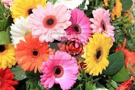 Maybe you would like to learn more about one of these? Gerbera In Einem Bunten Brautstrauss Fototapete Fototapeten Kernstuck Braut Braut Myloview De