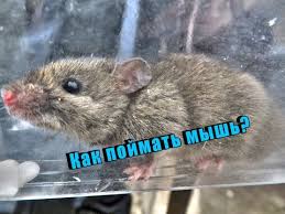 Maybe you would like to learn more about one of these? Bagaimana Untuk Menghilangkan Tikus Di Dalam Kereta Jika Mereka Membiak