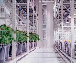 Maybe you would like to learn more about one of these? Marijuana Grow Lights For Your Commercial Greenhouse Indoor Cannabis Grow Facility Commercial Greenhouse Structures Systems Design Ggs