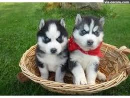 Lovely Siberian Husky Puppies For Good Rehoming Baby Siberian Husky Siberian Husky Dog Husky Puppy