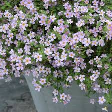 Image result for Bacopa