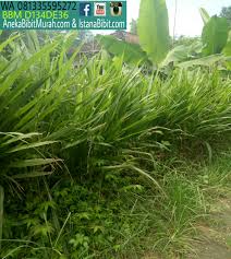 Kemudian semaikan bibit rumput tersebut di setiap petak sesuai pola. Jual Bibit Rumput Gajah Odot Untuk Ternak Harga Murah Jual Ikan Koi Murah