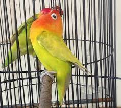 Find what you need at booking.com, the biggest travel site in the world. Lovebird Palamas Ngekek Love Bird Indah