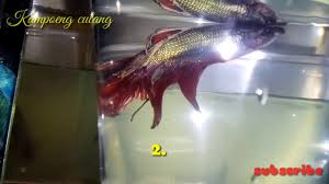 Cara Sederhana Untuk Menyembuhkan Ikan Cupang Yang Terkena Penyakit Sirip Kuncup Youtube