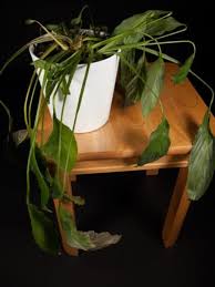 What Causes Peace Lily Leaves To Turn Yellow Or Brown In 2020 Peace Lily Peace Lily Care Peace Lily Plant Care