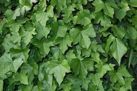 Maybe you would like to learn more about one of these? How To Get Rid Of Ivy Without Chemicals Ground Trees And Walls My Backyard Life