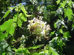 Image result for Sparrmannia ricinocarpa
