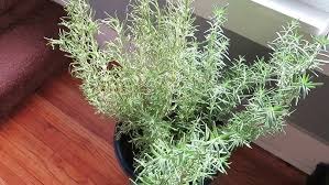 Image result for rosemary container