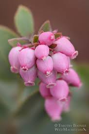 Image result for Adenocarpus mannii