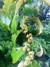 Image result for Ziziphus abyssinica