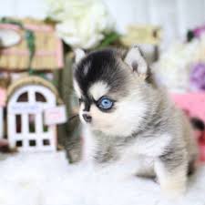 Places to find teacup pomsky puppies for sale and adoption. Aurora Tiny Teacup Pomsky Posh Pocket Pups Teacup Animals Pomsky Puppies Teacup Puppy Breeds