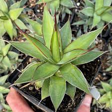 Image result for Agave