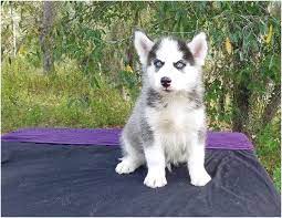 If you are looking for a if you're genuinely interested in purchasing a siberian husky puppy from us, please review our complete purchasing policies and fill out our online. Siberian Husky Puppies For Sale Tampa Florida