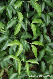 Image result for Aneilema chrysopogon