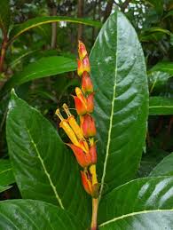 Image result for Sanchezia speciosa