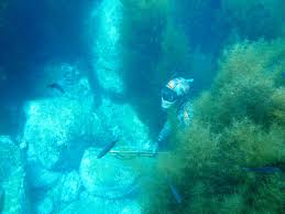 When fishing in the winter at catalina island you really need to get when the weather. Countryman Foraging California S Wild Side Catalina Island Spearfishing And Subsequent Fish Tacos