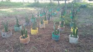 Saya Di Sabah Ingin Menanam Pokok Buah Naga Dalam Pasu Facebook