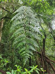 Image result for Cyatheaceae