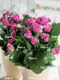 Image result for Kalanchoe rosalina