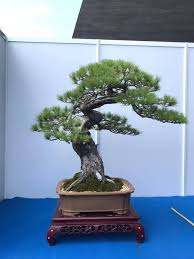 Click on image to see bonsaioutlet.com selection for outdoor trees. Pin By Nitrudy On Bonsai Pine Bonsai Bonsai Plants