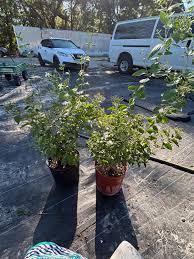 Image result for Jasminum meyeri-johannis