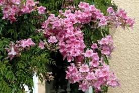 Image result for Podranea