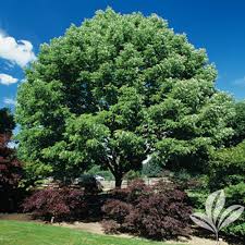 Pecan trees should be planted as soon as they are received. Arizona Ash Texas Pecan Nursery