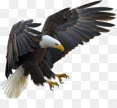Dihalaman ini anda akan melihat gambar burung elang untuk logo yang keren! Elang Unduh Gratis Mobil Mile High Harley Davidson Sepeda Motor Decal Eagle Gambar Png