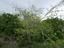 Image result for Monodora grandidieri