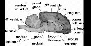 Sheep Brain Exterior Brain Science Brain Biology