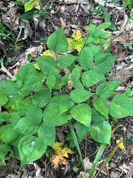 Image result for Hylodesmum