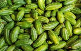 A number of fungi may cause disease on the leaves or the roots of turnips and rutabagas. Cultivation Of Pointed Gourd Land Preparation Manures Fertilizers Weeding Irrigation Crop Protection Harvesting