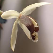 Image result for Bulbophyllum schinzianum