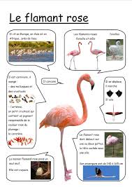 Photo De L Album Fiches Google Photos Documentaire Animaux Imagier Animaux Sciences En Maternelle