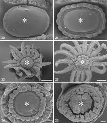 Image result for Vitellariopsis kirkii