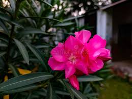 Image result for Apocynaceae subfamilies Apocynoideae and Rauvolfioideae