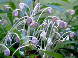 Image result for Clerodendrum incisum
