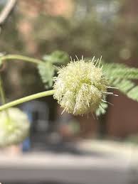 Image result for Acacia gerrardii