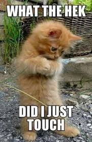 Cute Animals Jumpers Cute Baby Animals Cartoon Drawings Funny Animal Pictures Funny Animal Jokes Baby Animals Funny